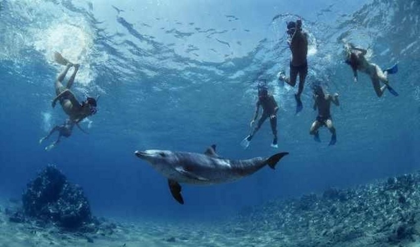 Excursion de plongée en apnée à la maison des dauphins, excursions à Marsa Alam