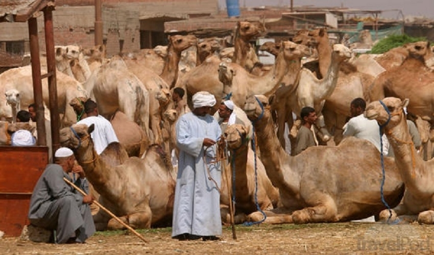 Tour au marché des chameaux de birqach au Caire