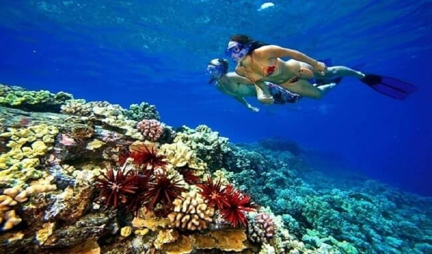 Excursion de plongée en apnée à Tiran dans Charm