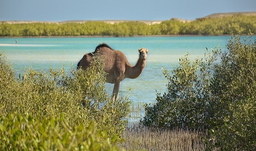 Circuit safari dans la vallée de chameau
