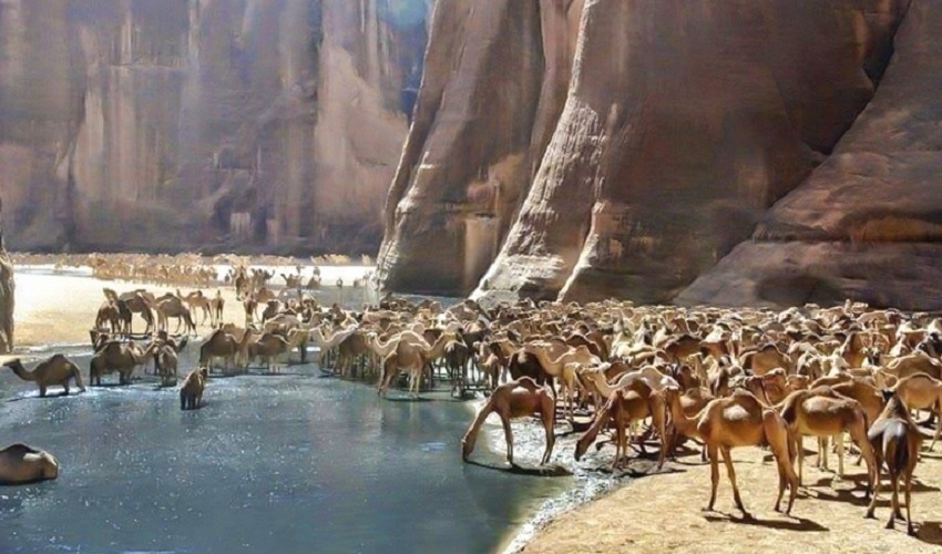 Vallée des Chameaux à Marsa Alam