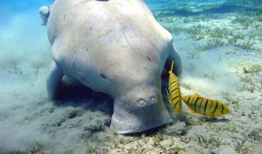 plongée avec tuba à Port Ghalib, excursions à Marsa Alam