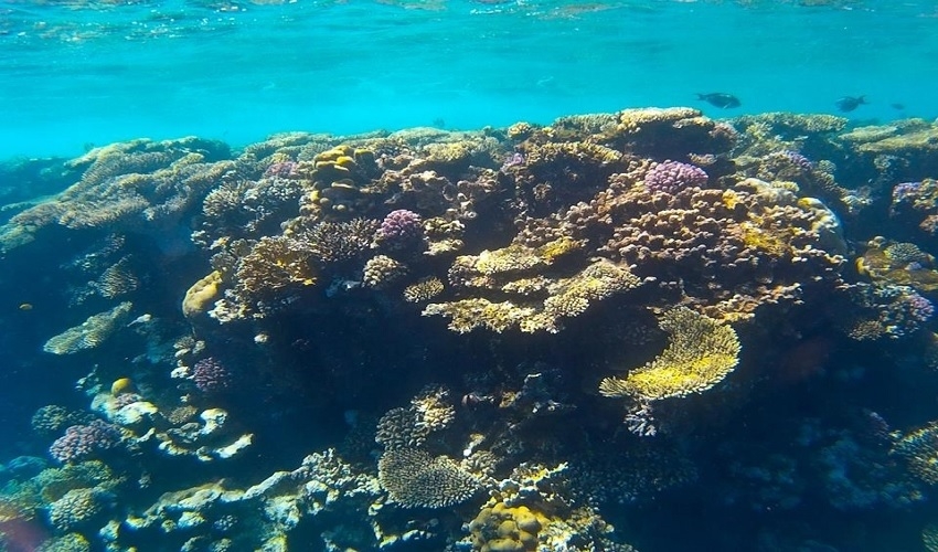 plongée en apnée de Charm El Naga à Hurghada